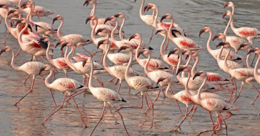 Flamingolar neden