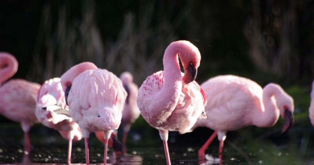 Flamingolar neden 
